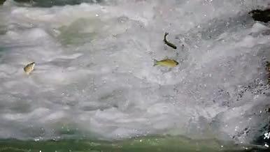 鲤鱼跳龙门、鱼儿跳跃视频的预览图